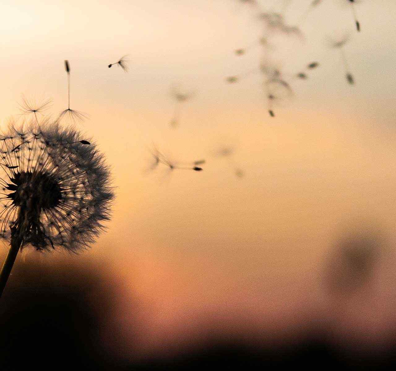 https://rdp.bg/wp-content/uploads/2018/09/post_02-1280x1200.jpg