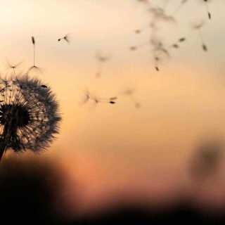 https://rdp.bg/wp-content/uploads/2018/09/post_02-320x320.jpg