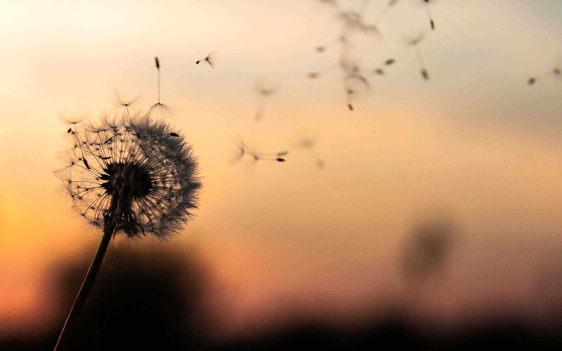 https://rdp.bg/wp-content/uploads/2018/09/post_02.jpg
